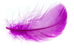 1 plume violette 1